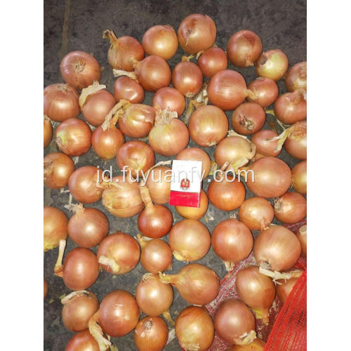 Bawang kuning segar untuk pasar Indonesia